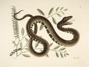 Dreaming Of A Colored Snake? 7 Common Snake Color Meanings